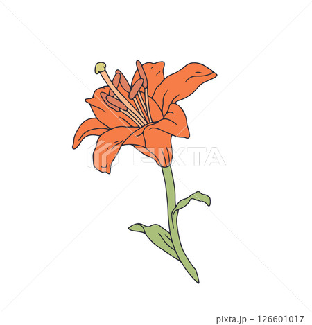 Hand drawn line art orange lily bloom. Birth month May flower 126601017