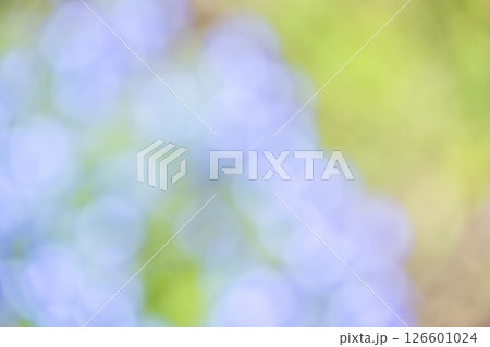 水色 紫色 緑色 植物アウトフォーカス 背景素材 水色 紫色 緑色 植物アウトフォーカス 背景素材 126601024