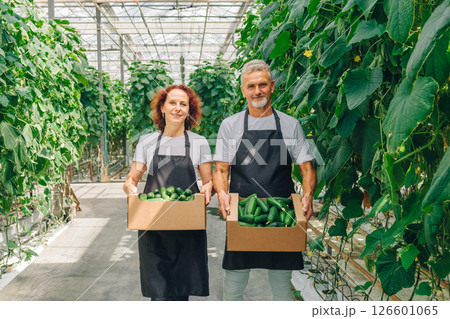 Growing Cucumbers Successfully in a Greenhouse A Collaborative Approach to Achieving Agricultural Excellence Through Innovation and Community Engagement in Horticulture and Environmental Stewardship 126601065