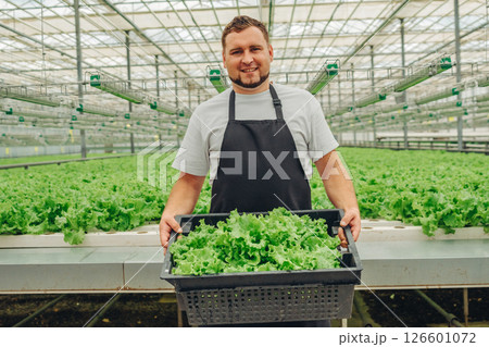 A Dedicated Worker Skillfully Harvesting Fresh Greens in a Greenhouse Environment, Contributing to Sustainable Agriculture and Promoting Healthy, Fresh Vegetables for the Communitys Wellbeing A Dedicated Worker Skillfully Harvesting Fresh Greens in a Greenhouse Environment, Contributing to Sustainable Agriculture and Promoting Healthy, Fresh Vegetables for the Communitys Wellbeing 126601072