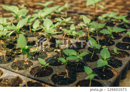 Effectively Growing Seedlings in a Greenhouse Recent Advances in Research and Development in the Agriculture Sector, and Their Significance on Modern Practices and Cultivation Techniques Effectively Growing Seedlings in a Greenhouse Recent Advances in Research and Development in the Agriculture Sector, and Their Significance on Modern Practices and Cultivation Techniques 126601073