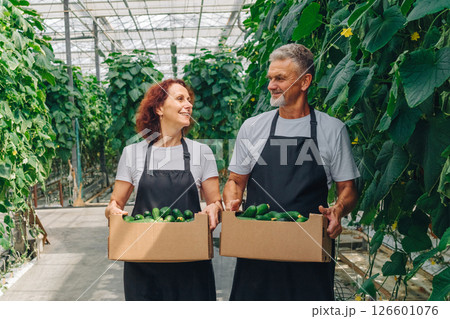 Workers who are actively engaged in a greenhouse setting are diligently harvesting fresh and vibrant cucumbers. Their efforts contribute significantly to sustainable agriculture and food production Workers who are actively engaged in a greenhouse setting are diligently harvesting fresh and vibrant cucumbers. Their efforts contribute significantly to sustainable agriculture and food production 126601076