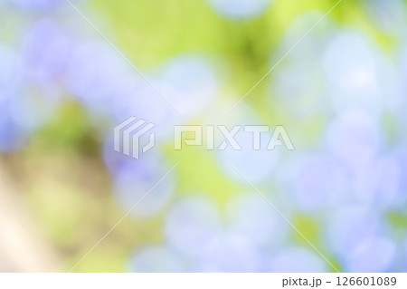 水色 紫色 緑色 植物アウトフォーカス 背景素材 126601089