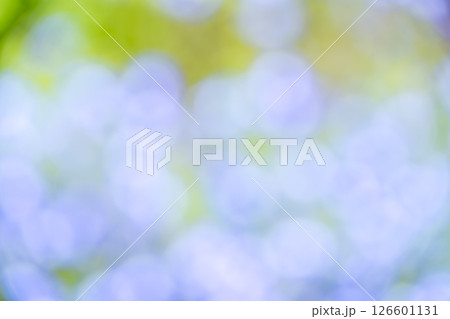 水色 紫色 緑色 植物アウトフォーカス 背景素材 水色 紫色 緑色 植物アウトフォーカス 背景素材 126601131