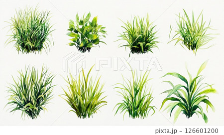Various watercolor plants, grass and leaves in natural green tones on white background, hand-painted 126601200