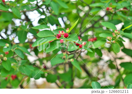 赤いジューンベリーの実（春、五月） 126601211