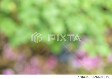 緑色 ピンク 植物 アウトフォーカス 背景素材 126601249