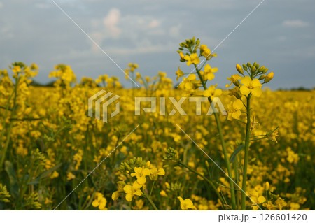 A blooming yellow rapeseed field under a cloudy sky at sunset. Rapeseed is an annual oilseed plant of the cabbage family that is widely used in medicine, food, agriculture, and biofuel production. A blooming yellow rapeseed field under a cloudy sky at sunset. Rapeseed is an annual oilseed plant of the cabbage family that is widely used in medicine, food, agriculture, and biofuel production. 126601420