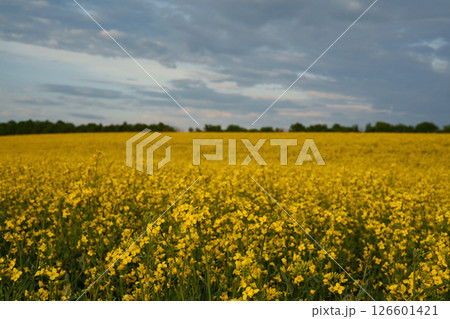 A blooming rapeseed field under a cloudy sky at sunset. An annual oilseed plant of the cabbage family, which is widely used in the food industry, agriculture, and biofuel production. 126601421