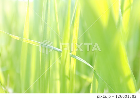 太陽の光を受けキラキラと輝く若草 126601582
