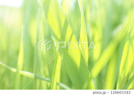 太陽の光を受けキラキラと輝く若草 126601583