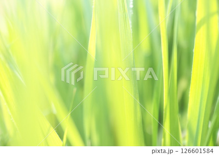 太陽の光を受けキラキラと輝く若草 126601584
