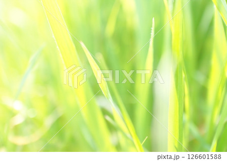 太陽の光を受けキラキラと輝く若草 太陽の光を受けキラキラと輝く若草 126601588