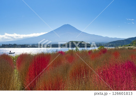 【山梨県】河口湖大石公園に咲くコキアと富士山 126601813