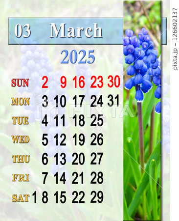 beautiful calendar for March 2025 with photo of muscari in early spring. beautiful calendar for March 2025 with photo of muscari in early spring. 126602137