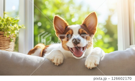 Adorable Corgi Peeking Through Window at Cozy Home Interior Adorable Corgi Peeking Through Window at Cozy Home Interior 126602170