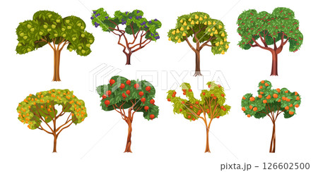Set of fruit tree. Vector apricot and apple, cherry and plum, pear and peach, pomegranate and tangerine plant. Flora or wood collection. Vegan farming and vegetarian garden. Nature orchard and flora. Set of fruit tree. Vector apricot and apple, cherry and plum, pear and peach, pomegranate and tangerine plant. Flora or wood collection. Vegan farming and vegetarian garden. Nature orchard and flora. 126602500