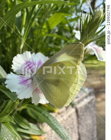 花の蜜を吸うモンシロチョウ 126602746