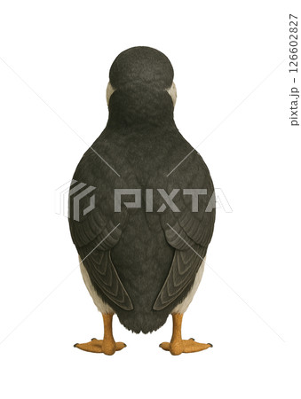 後ろ姿のパフィン 後ろ姿のパフィン 126602827