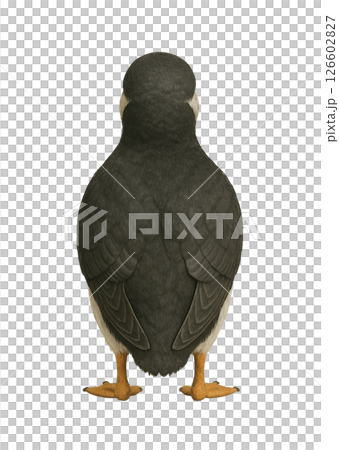 後ろ姿のパフィン 後ろ姿のパフィン 126602827