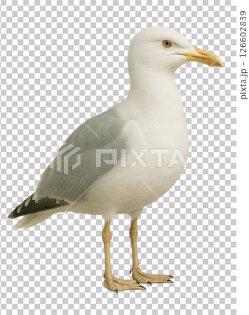 側身的海鷗 126602839