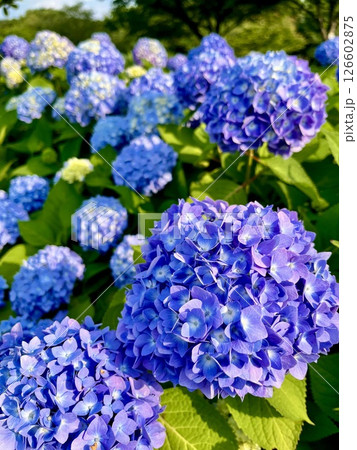 青い紫陽花 126602875