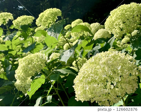 白い紫陽花 126602876