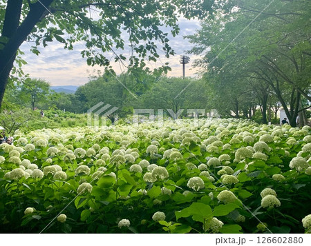 紫陽花のある風景 126602880