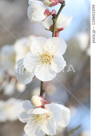 白い梅の花 126602899