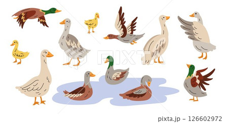 Icon duck, goose. Cute farm bird animal. Character poultry mallard. Domestic agriculture with wings swimming. Flying duckling family. Cartoon flat style isolated illustration. Vector tidy character 126602972