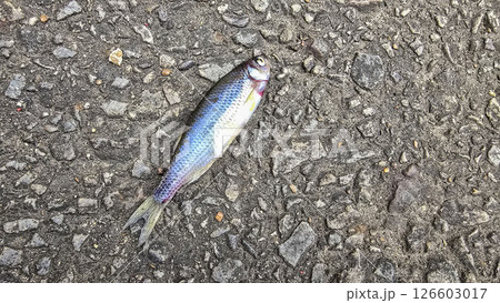 Single Fish Lying on a Textured Asphalt Surface, showcasing its scales, Ideal for concepts like nature, urban, impact, and aquatic themes 126603017