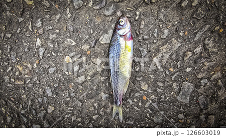 Single Fish Lying on a Textured Asphalt Surface, showcasing its scales, Ideal for concepts like nature, urban, impact, and aquatic themes 126603019