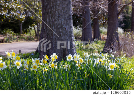春の公園の木の根元に咲くスイセンの黄色い花 126603036