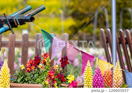 春の花壇に飾られた花 126603037