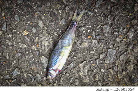 Single Fish Lying on a Textured Asphalt Surface, showcasing its scales, Ideal for concepts like nature, urban, impact, and aquatic themes 126603054