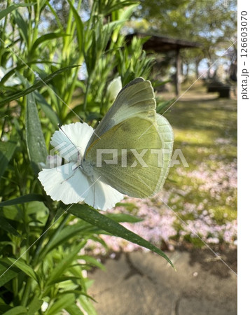 花の蜜を吸うモンシロチョウ 126603070