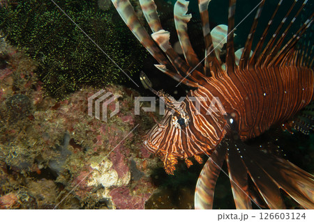 Red lionfish - one of the dangerous coral reef fish. Beautiful and dangerous animals.  126603124