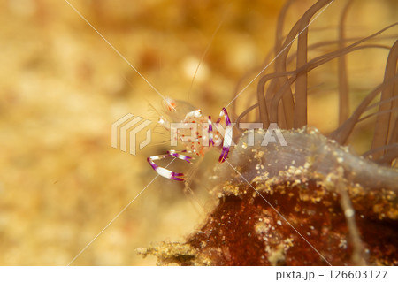 A super macro photo of a Holthuis cleaner shrimp, Ancylomenes holthuisi A super macro photo of a Holthuis cleaner shrimp, Ancylomenes holthuisi 126603127