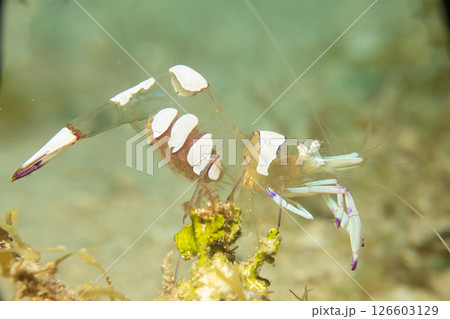 A super macro photo of a Holthuis cleaner shrimp, Ancylomenes holthuisi A super macro photo of a Holthuis cleaner shrimp, Ancylomenes holthuisi 126603129