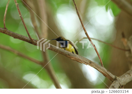 bird is looking for prey in a tree., Acridotheres grandis bird is looking for prey in a tree., Acridotheres grandis 126603154