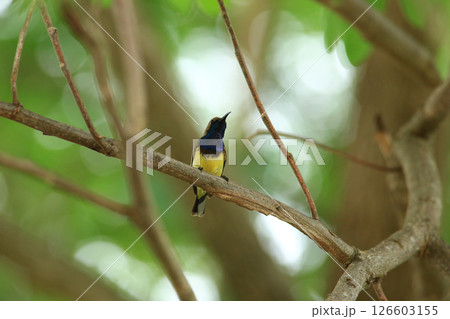 bird is looking for prey in a tree., Acridotheres grandis bird is looking for prey in a tree., Acridotheres grandis 126603155