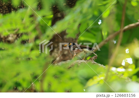 bird is looking for prey in a tree., Acridotheres grandis bird is looking for prey in a tree., Acridotheres grandis 126603156