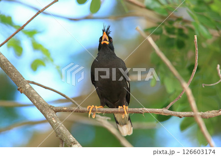 bird is looking for prey in a tree., Acridotheres grandis 126603174