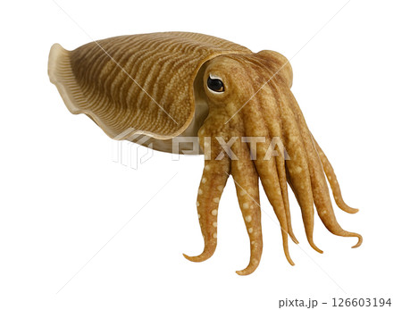 コウイカの標本写真 126603194