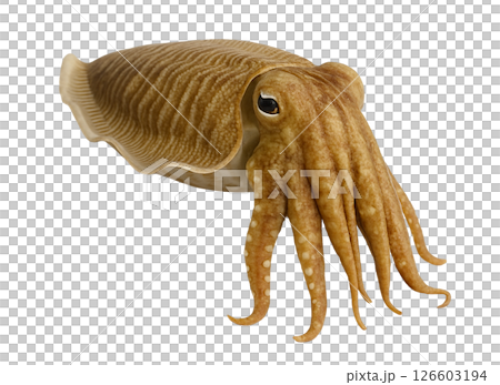 コウイカの標本写真 126603194