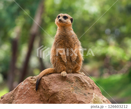 The meerkat or suricate is a small mongoose 126603212