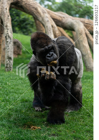 Western Gorilla at a zoo. Western Gorilla at a zoo. 126603217
