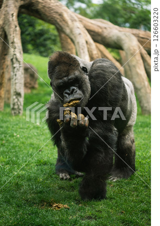 Western Gorilla at a zoo. Western Gorilla at a zoo. 126603220