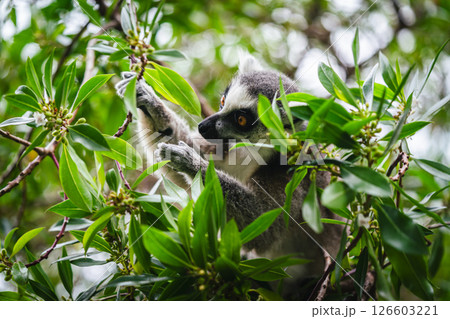 A shot of ring tailed lemur A shot of ring tailed lemur 126603221