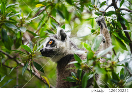 A shot of ring tailed lemur 126603222